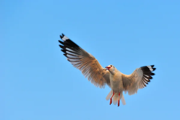 Seagull spread wings — Stock Photo, Image