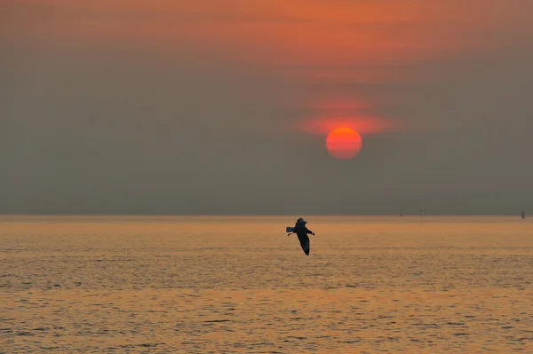 Γλάροι πετούν κατά τη διάρκεια του ηλιοβασιλέματος Royalty Free Εικόνες Αρχείου