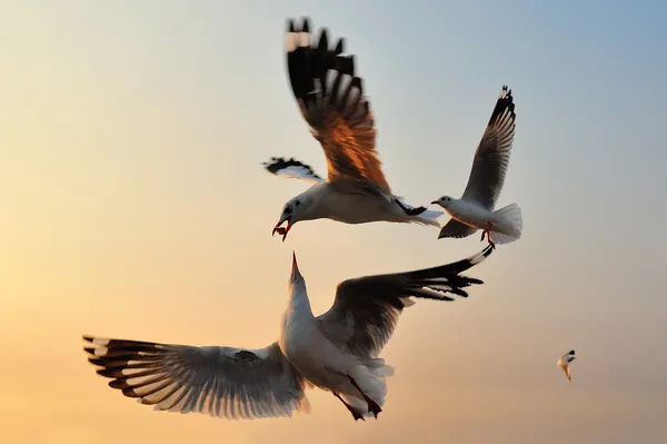 Måkeflygning for å få mat – stockfoto