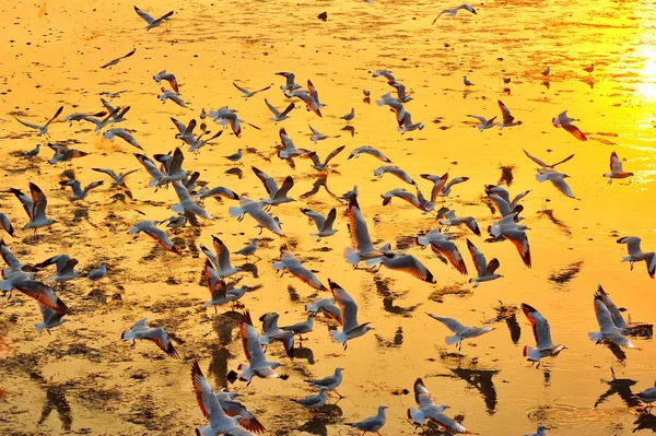 Stado mew są pływające podczas zachodu słońca — Zdjęcie stockowe