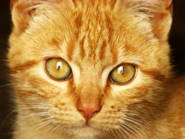 Оранжевый кот рядом — стоковое фото