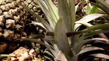 Süpermarkette sergilenen taze ananaslar