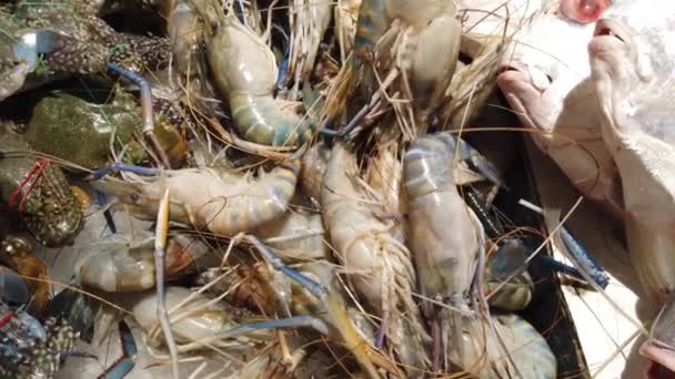 Fresh Fish Seafoods Local Market Stall — Stock Video