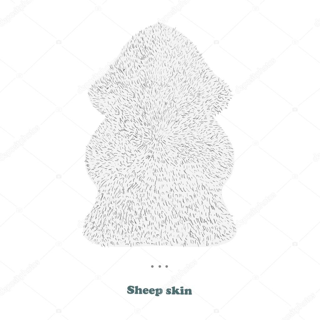 Illustration skin sheep in vector