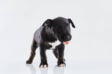 Beyaz arka planda poz veren minyatür teriyer köpek. Komik Dark Bull terrier köpek yavrusu - stüdyo portresi.