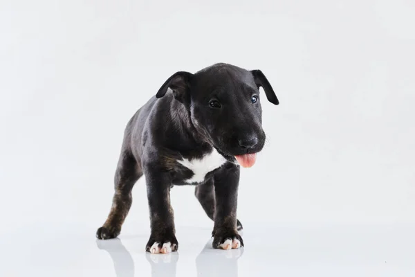 Cão terrier touro miniatura posando em um fundo branco. Filhote de cachorro terrier engraçado Dark Bull - retrato de estúdio. — Fotografia de Stock