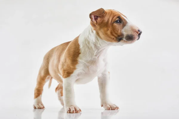 Миниатюрный щенок-терьер, позирующий на белом фоне. Портрет красного или коричневого бультерьера в студии. Собачий друг. — стоковое фото