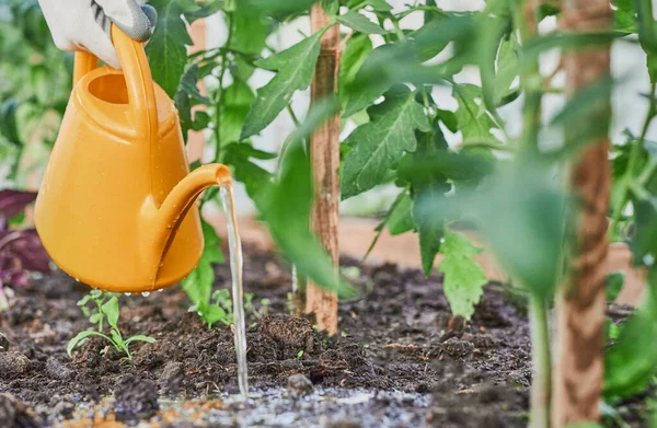 Berkebun dan konsep pertanian - penyiraman dapat dilakukan di rumah kaca pertanian. Mengairi Tomat dengan kaleng air di taman.. — Stok Foto