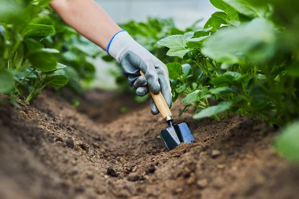 Pekebun tangan menanam dan memetik sayuran dan kentang dari kebun belakang. Tukang kebun dalam sarung tangan mempersiapkan tanah untuk bibit. — Stok Foto