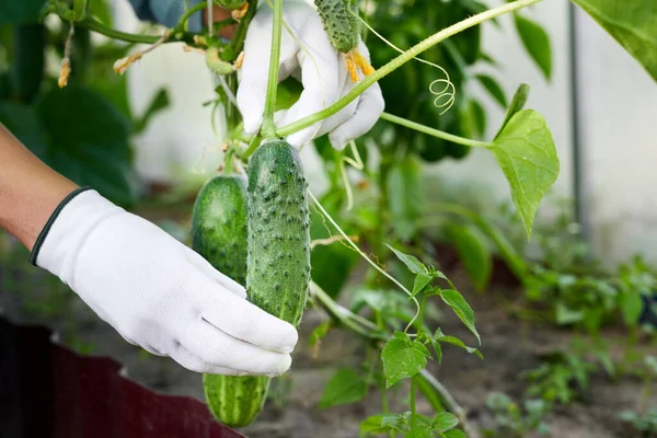 Vrouw handen in beschermende handschoenen plukken een komkommer. Hand met een vers geoogste komkommer. Plaatselijke landbouw- en oogstconcepten. — Stockfoto