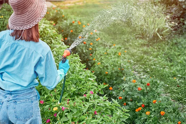 Wanita menyiram tanaman, menyiram air di rumput di halaman belakang. Gadis menggunakan selang taman, menyiram bunga di taman. — Stok Foto