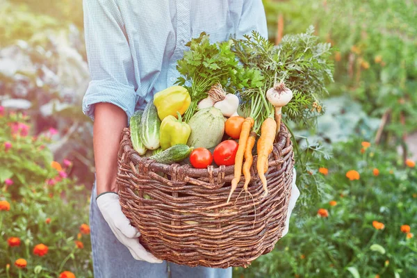 Petani Wanita Muda Memegang Keranjang Kayu Penuh Sayuran Organik Segar — Stok Foto