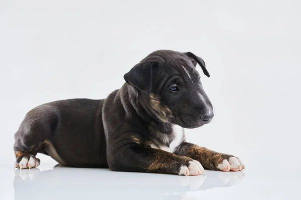 Миниатюрная Собака Терьер Позирует Белом Фоне Dark Bull Terrier Puppy — стоковое фото