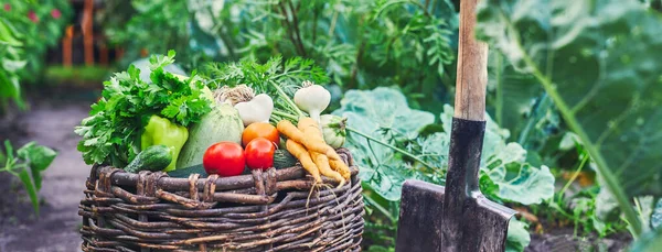 Sayuran Pertanian Segar Dalam Keranjang Kayu Dan Kebun Kebun Serta — Stok Foto