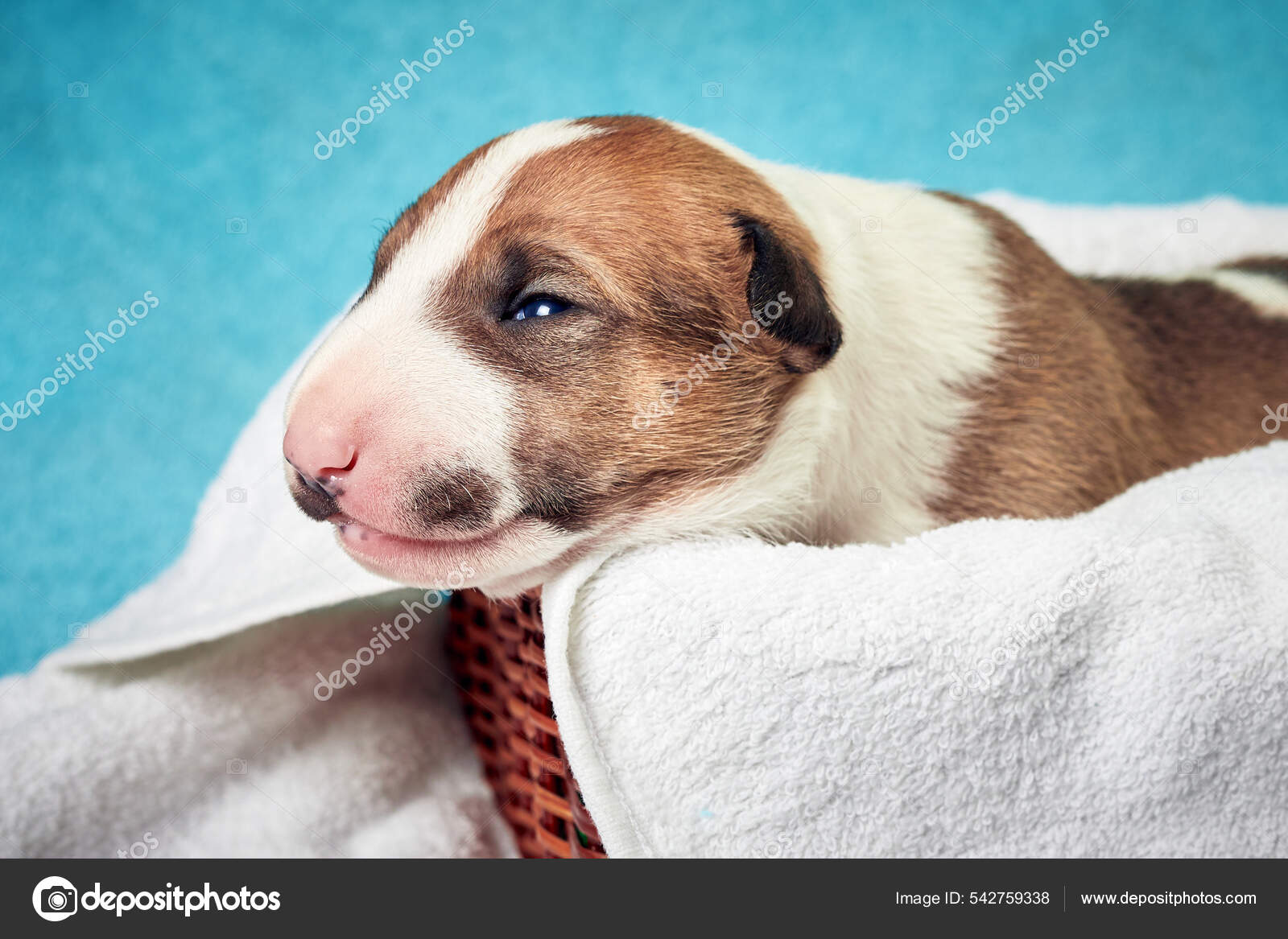 Photo de stock Un petit chien blanc dort enroulé 1907921995 | Shutterstock, image size:1600x1167