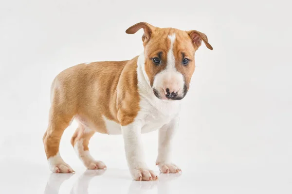 Cachorro Terrier Touro Miniatura Posando Fundo Branco Retrato Terrier Touro — Fotografia de Stock
