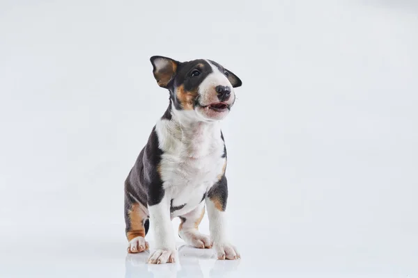 Adorable Chiot Terrier Taureau Posant Sur Fond Blanc Studio Miniature — Photo