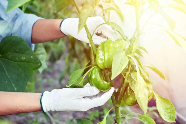 Vrouwenhanden Met Verse Biologische Paprika Achtergrond Van Tuin Meisje Haalt — Stockfoto