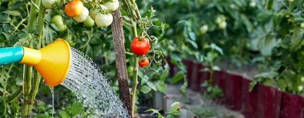 Riego Tomates Planta Invernadero Jardín Mano Con Regadera Invernadero Regando — Foto de Stock