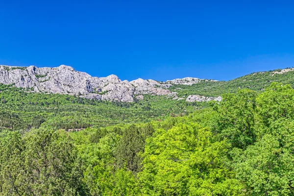 Mountain landscape and green forest — Stock Photo, Image