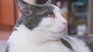 Gri ve beyaz evcil kedi. Yeşil gözlü, hareketli kafalı.