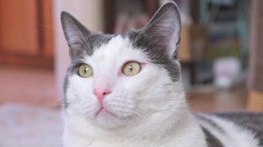 Gri ve beyaz evcil kedi, yeşil gözlü, hareket eden bir kafa. . 