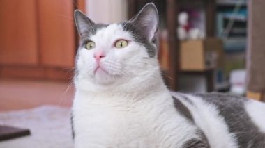 Gri ve beyaz evcil kedi, yeşil gözlü, hareket eden bir kafa. . 