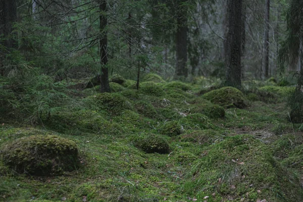 Κωνοφόρα Πεύκα Καταπράσινα Δάση Και Έδαφος Καλυμμένο Πράσινα Βρύα — Φωτογραφία Αρχείου