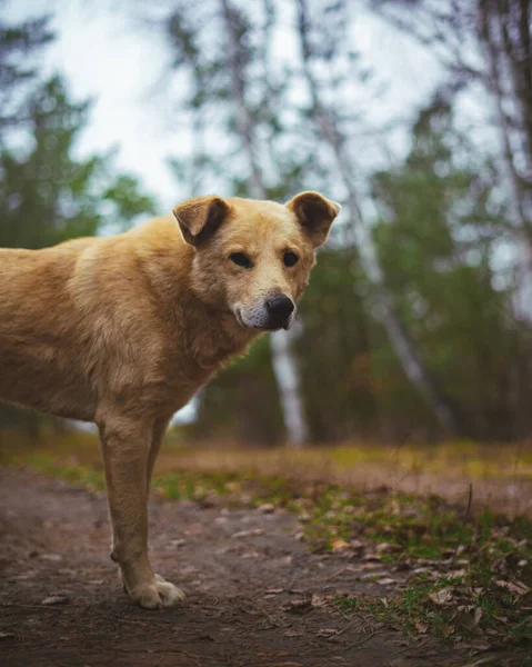 Рыжая Бродячая Уличная Собака Лесу Парке Выглядит Грустной Голодной Холодную — стоковое фото