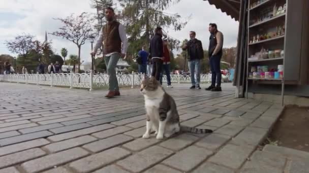 Katze Auf Dem Sultanahmet Platz Istanbul Türkei Istanbul September 2021 — Stockvideo