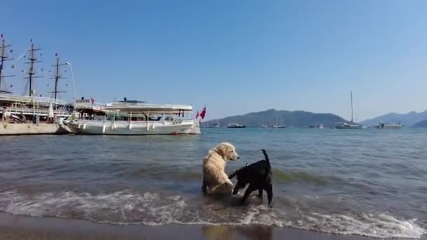 Two Dogs Playing Seashore Marmaris Turkey August 2021 — Stock Video