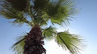 Mavi gökyüzüne karşı palmiye ağacı.
