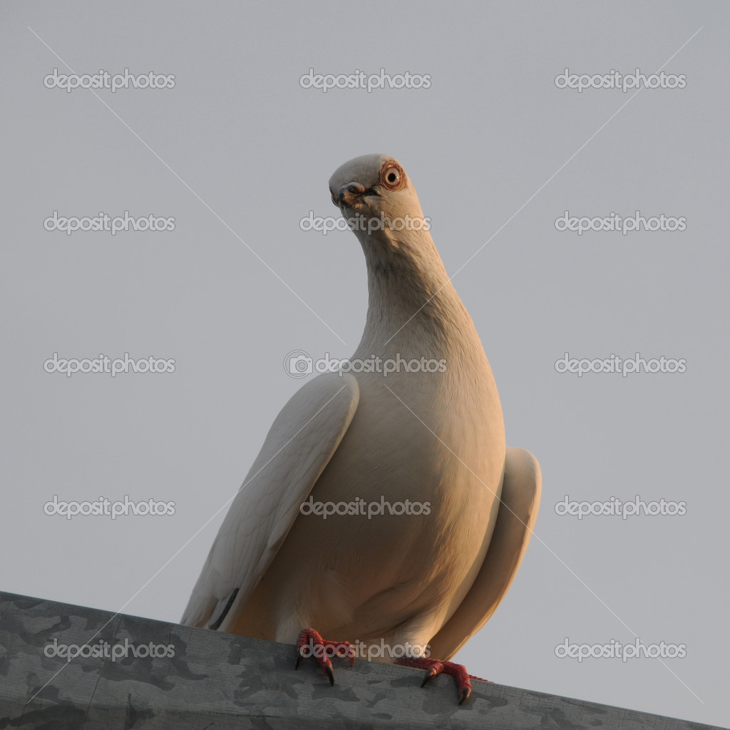 white pigeon