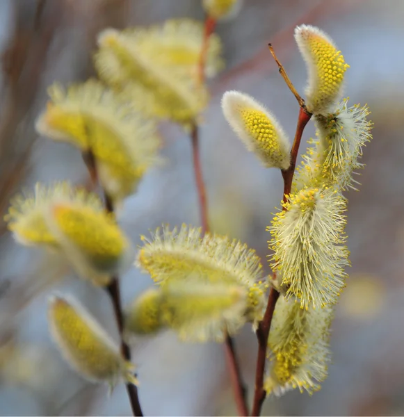 Blossoming willow twig — Stock Photo, Image