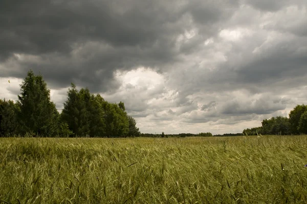 Weizenfeld — Stockfoto