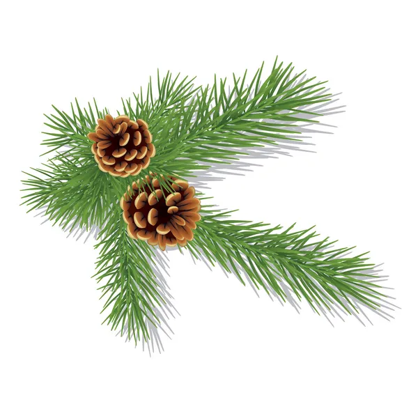 Pine branch with cones — Stock Vector