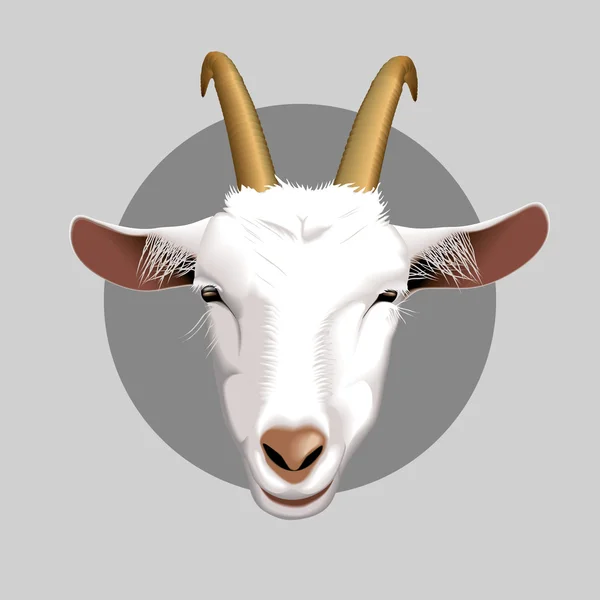 Goat — Stock Vector