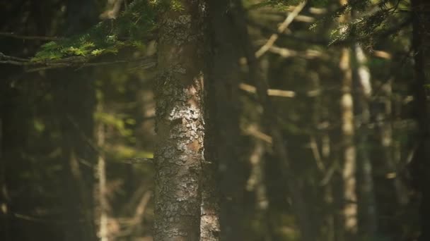 Bosque norte — Vídeo de stock