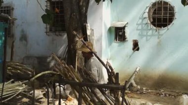 şeker kamışı işçi 02