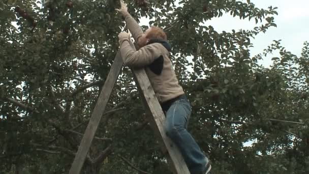 De zoektocht naar de perfecte appel — Stockvideo