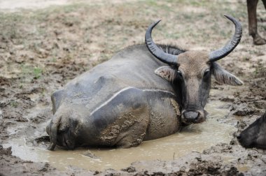 Buffalo s sahip bir dinlenme