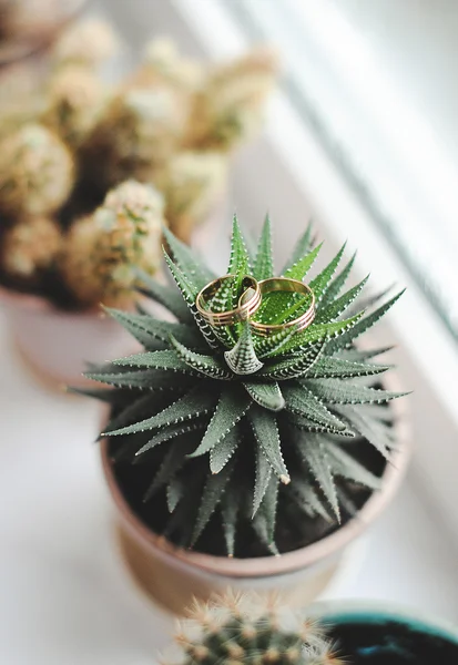 Anillos de boda y cactus —  Fotos de Stock