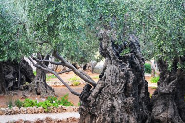 çok eski ağaç