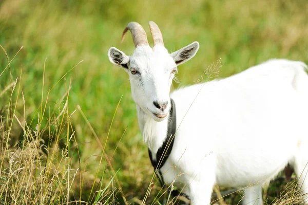 Ziege auf einer Wiese — Stockfoto