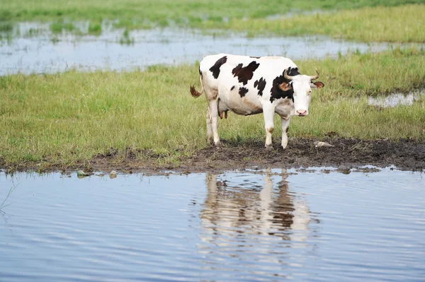 Krowa na miejsce podlewania — Zdjęcie stockowe