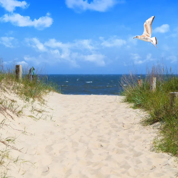 Möwe fliegt am Strand in den Himmel — Stockfoto