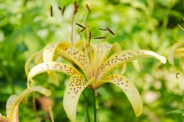 Lily