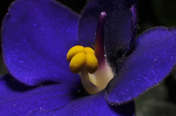 Violeta — Foto de Stock