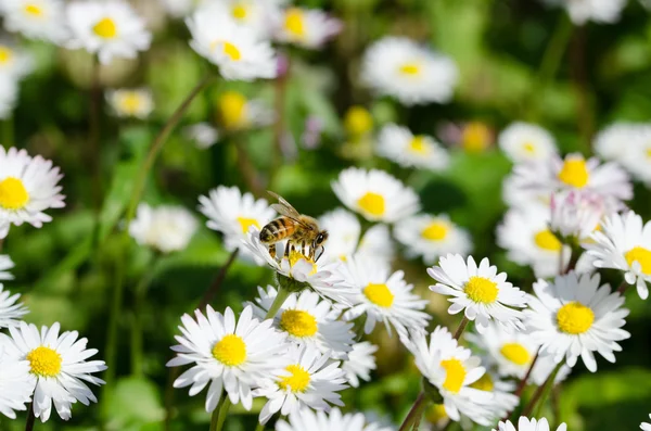 Abeille sur une fleur — Photo