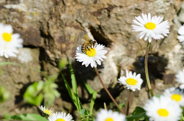 Bi på en blomma — Stockfoto